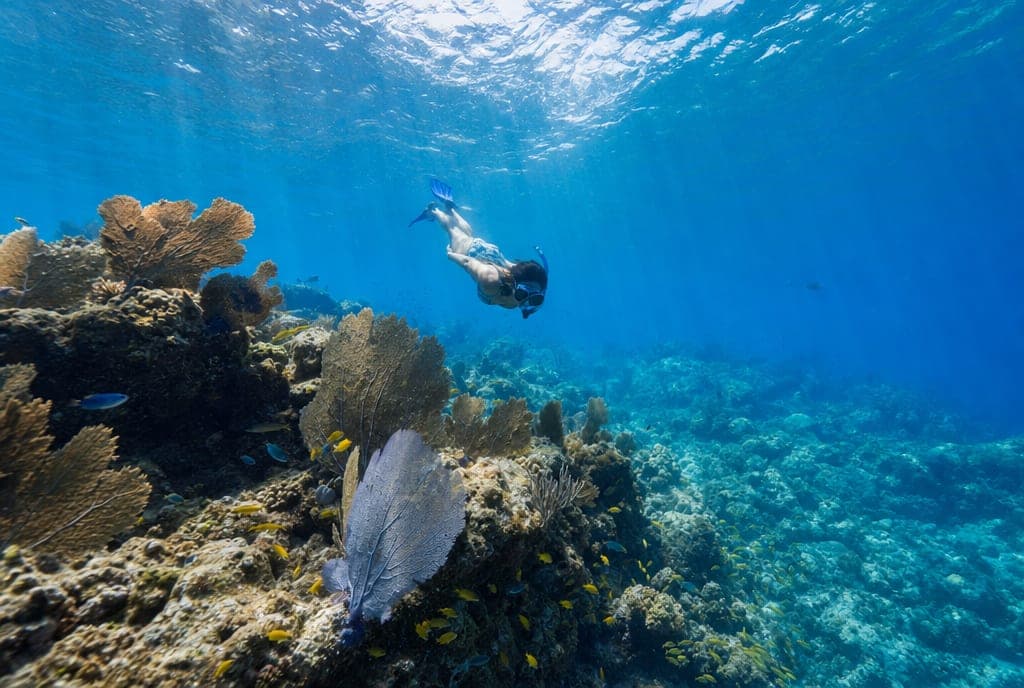 Cozumel Snorkel