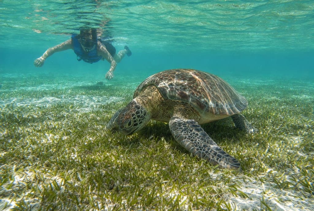 Swim with Sea Turtles (Akumal)